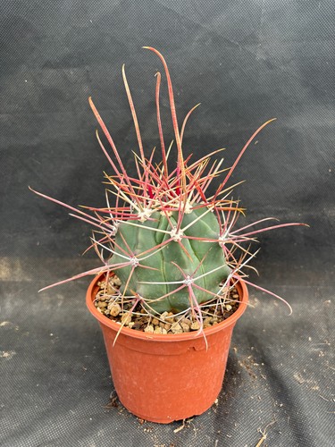 Ferocactus rectispinus - ferocactus,