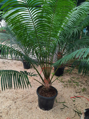 Cycas circinalis palma - circinalis,