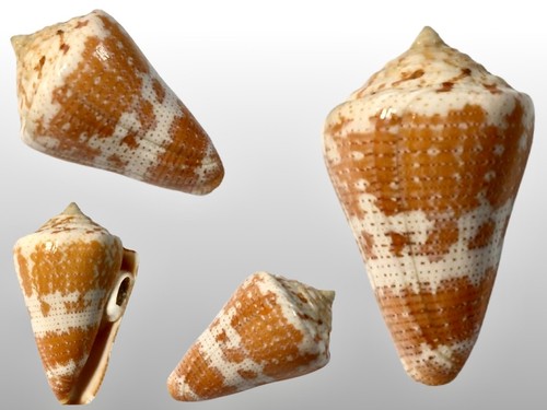 Conidae conus dominicanus - conidae,,