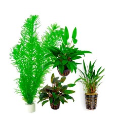 Assortimento piante facili per