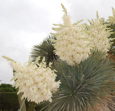 Yucca rostrata 5-10 cm -