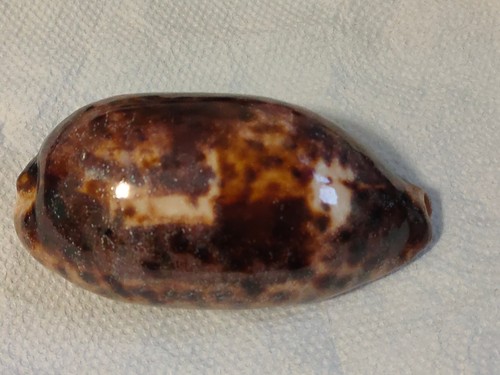 Conchiglia shell cypraea - shell,