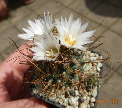 Turbinicarpus graminispinus