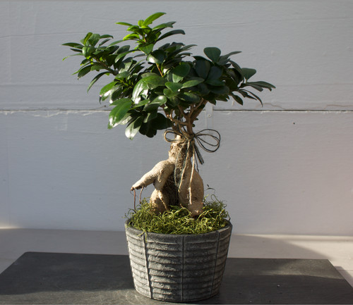 Bonsai ficus ginseng con - ,