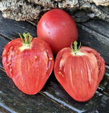 POMODORO FRESCO dall'Andalusia