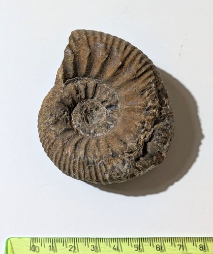 Ammonite stephanoceras - ammonite,