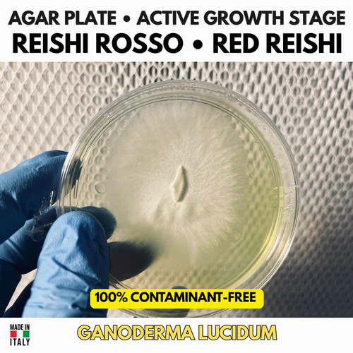 Ganoderma lucidum reishi rosso - ganoderma,