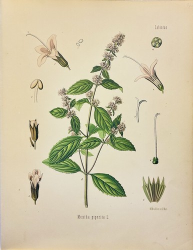 Mentha piperita 1886 botanica