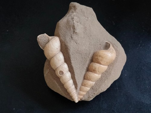 Conchiglia shell turritella - conchiglia,