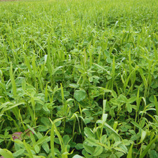 Miscuglio basic pasture - miscuglio,