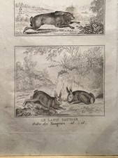 Antica illustrazione 1835 - illustrazione,