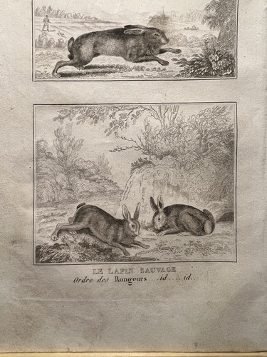 Antica illustrazione 1835 - antica,