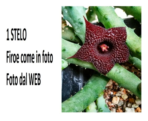 Huernia pendurata radice - x,