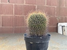 Mammillaria obconella - mammillaria,