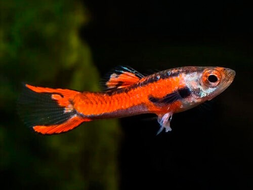 Endler red scarlet - endler,