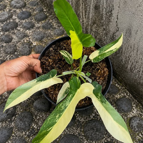 Philodendron florida beauty - philodendron,