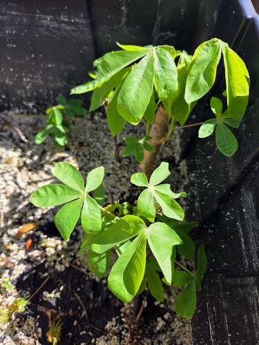 Organically grown red - red, cassava