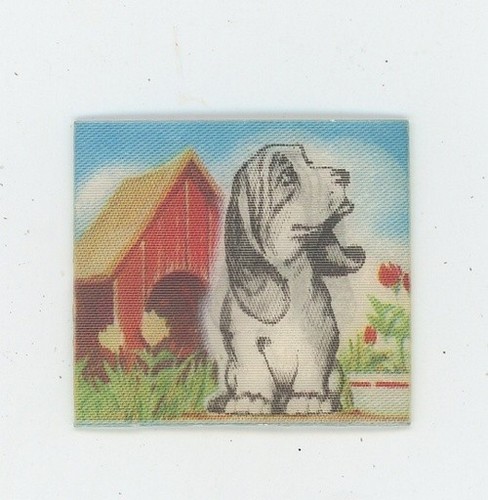 Bassett hound anni piccolo - hound, 60