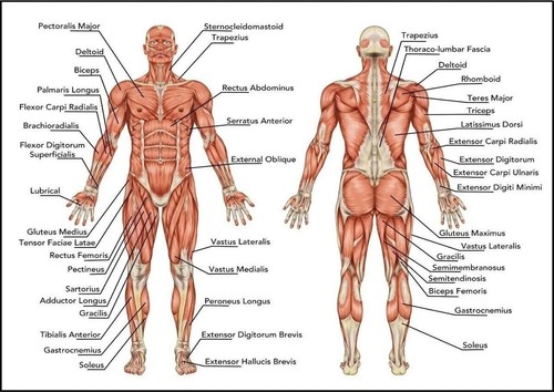 Tabella anatomica muscolare