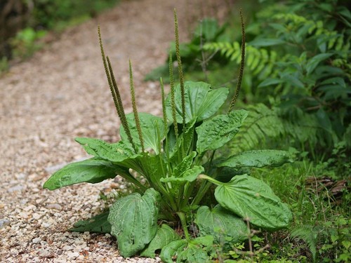 Plantano foglie larghe - a,