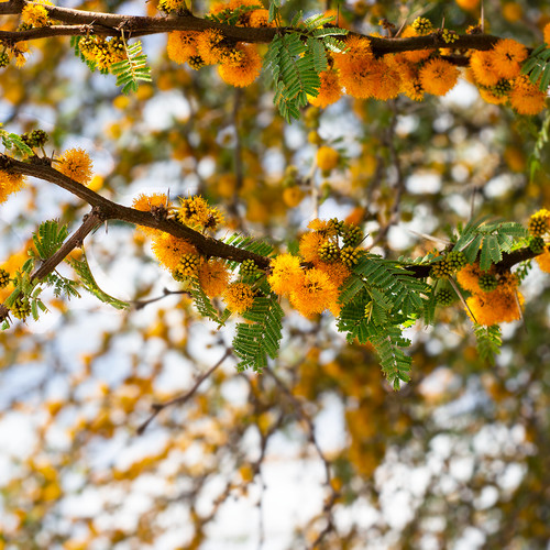 Acacia caven alveolo - acacia,