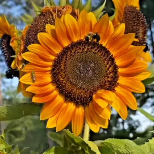 100 semi girasole evening - evening, sun