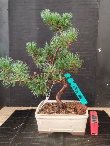 Bonsai pino pentaphilla - bonsai,