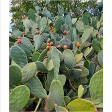 10 semi di fico d'india Opuntia ficus-indica semi di cactus Opuntien + regalo 