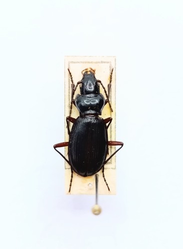 Entomology taxidermy - taxidermy,