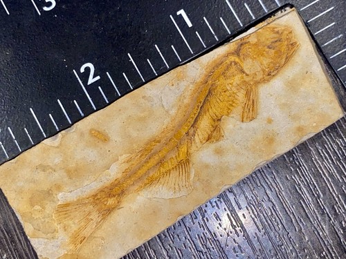 Lycoptera esemplare pesce - di,