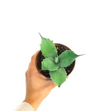 Agave ovatifolia X Agave potatorum cv BECKY - NO variegata