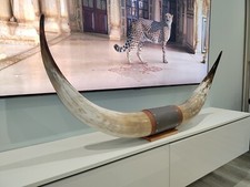 Authentic Real Bull Cow