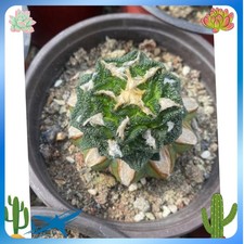 Ariocarpus hintonii Rarecactus