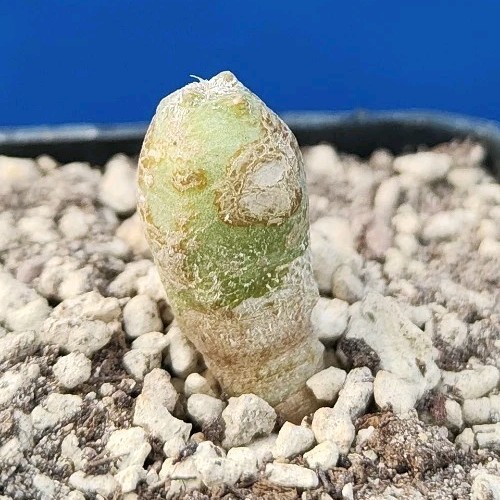 Astrophytum asterias onzuka - astrophytum,