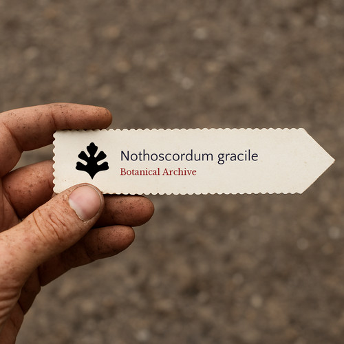 Nothoscordum gracile seeds - nothoscordum,