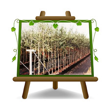 Olivi Ascolana  Olivo da