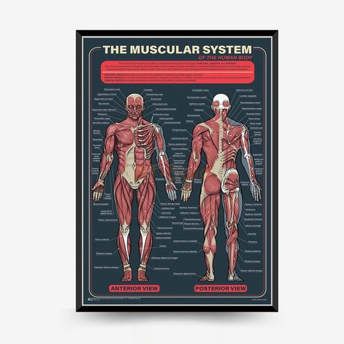 Sistema muscolare umano - sistema,