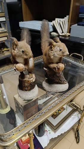 Vintage coppia 2 taxidermy - ,,