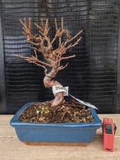 bonsai di  prunus tormentosa h