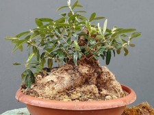 Bonsai Olivastro 25x23cm In