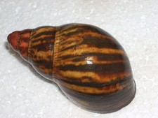 ACHATINA MARGINATA AMAZING