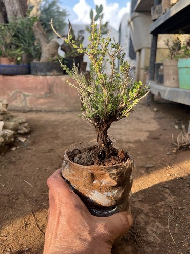 Bonsai timo macchia - timo, .