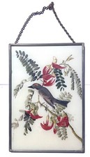 Audubon GRIGIO KINGBIRD su