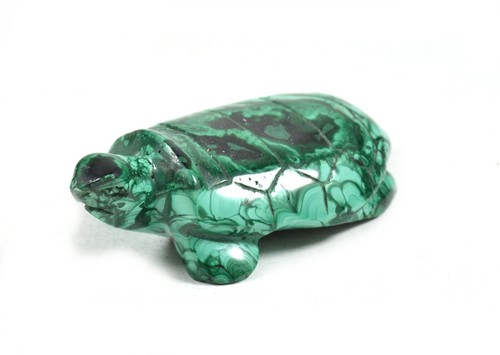 Tartaruga malachite - in,