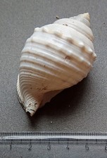 Lotto di 22 piccole CONCHIGLIE