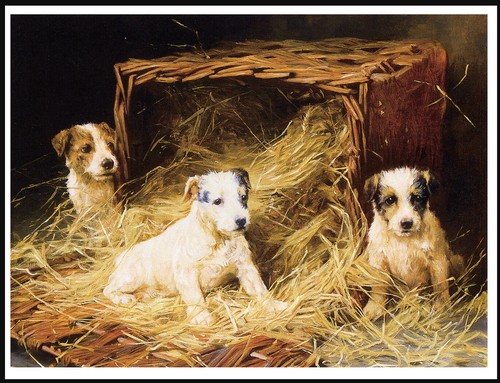 Jack russell terrier cuccioli - jack,