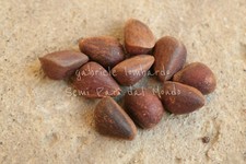 PINO NANO SIBERIANO - PINUS PUMILA, 10 SEMI SELEZIONATI