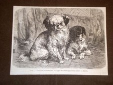 Giardini di Parigi Cani giapponesi o del Giappone donati al giardino Francia