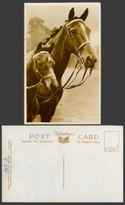 Horse Pony 2 Two Generations