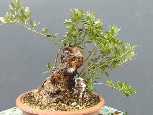 Bonsai olivastro 30x20cm - olivastro, in